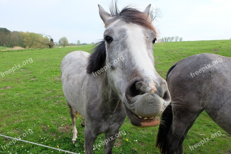 Horse Nostrils Pasture Paddock Pferdeportrait