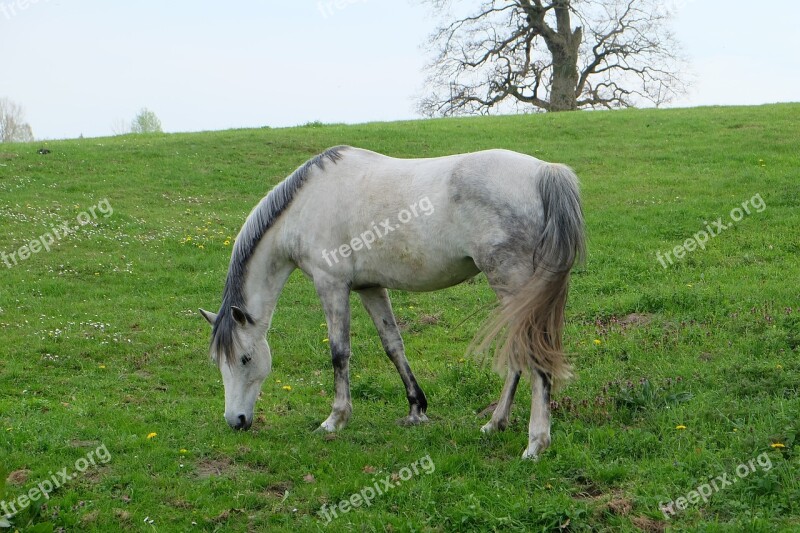 Horse Meadow Coupling Green Pasture