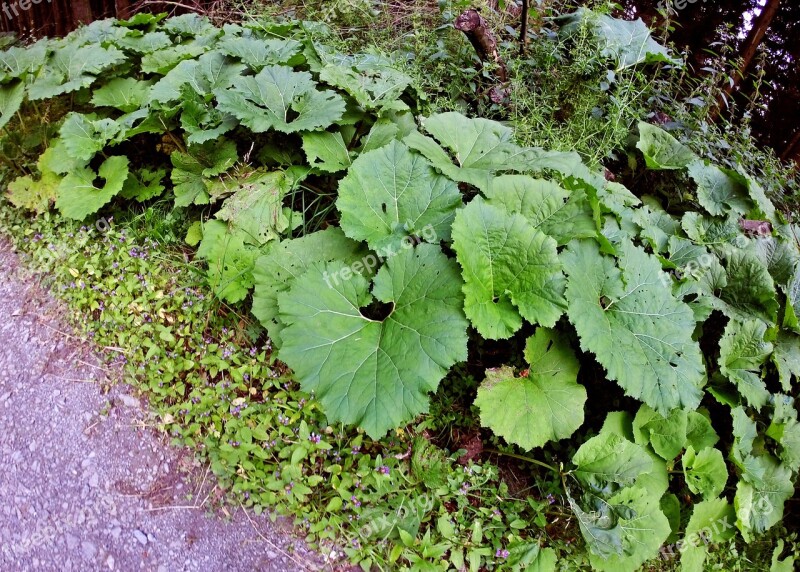 Plant Sweetheart Leaves Heart Green