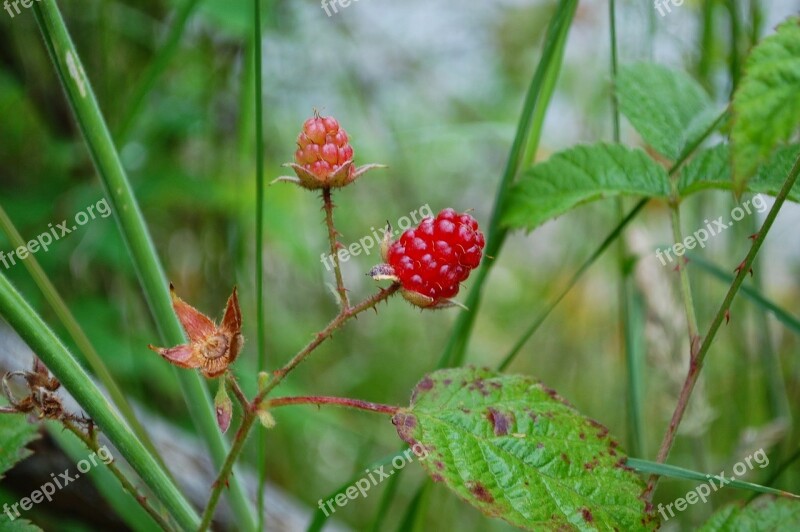 Wild Berry Berry Pacific Flower Spring