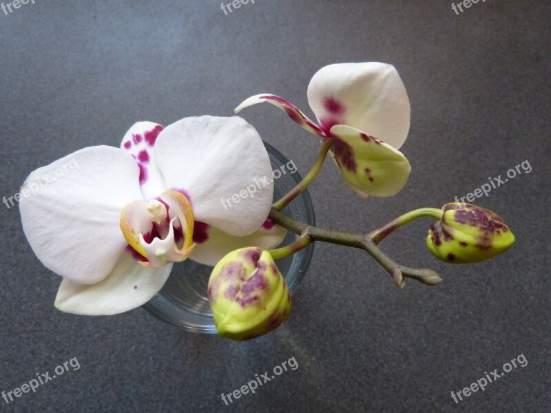 Orchid Bud White Speckled Blossom