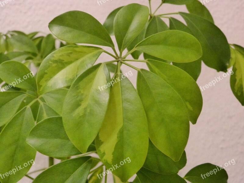 Green Plant Leaves Houseplant Leaf