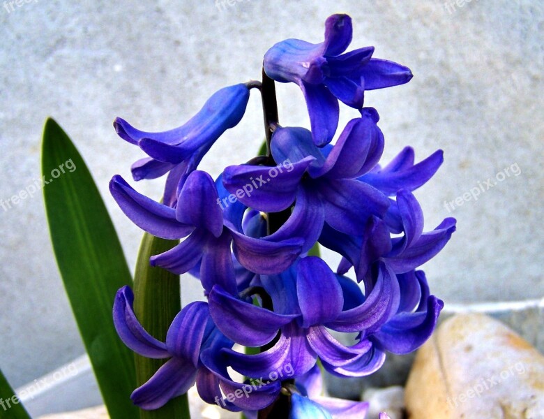 Hyacinth Spring Blue Nature Free Photos