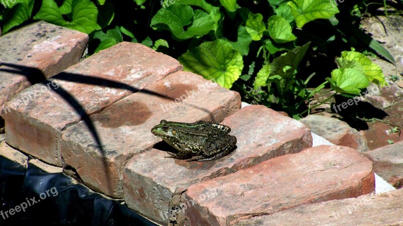 Marsh Frog Garden Pond Nature Free Photos