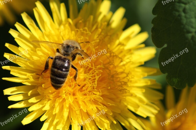 Dandelion Flower Spring Summer Yellow