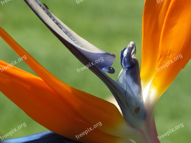 Flower Bird Of Paradise Beauty Nature Yellow