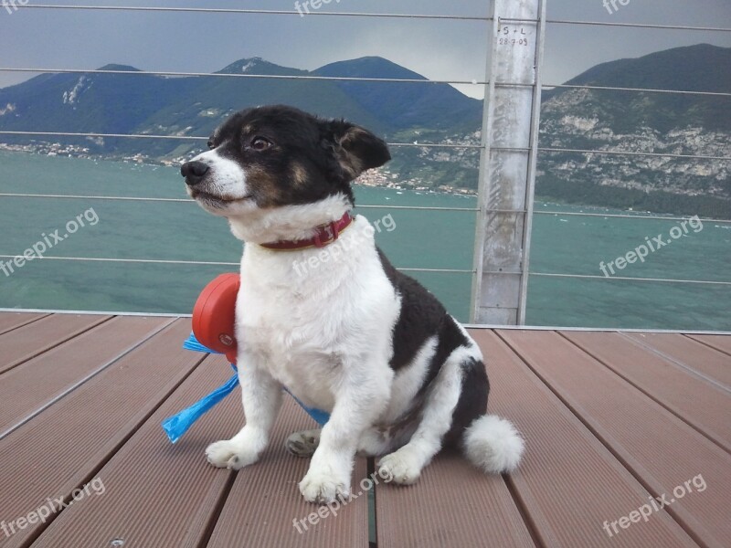 Dog Rooney Jack Russell Dog Model Border Collie