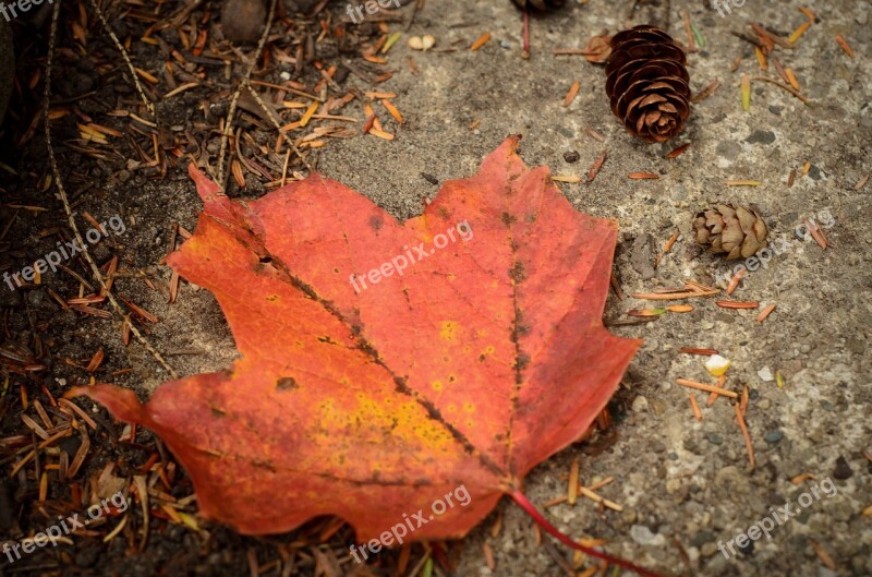 Leaf Autumn Pinecone Fall Nature