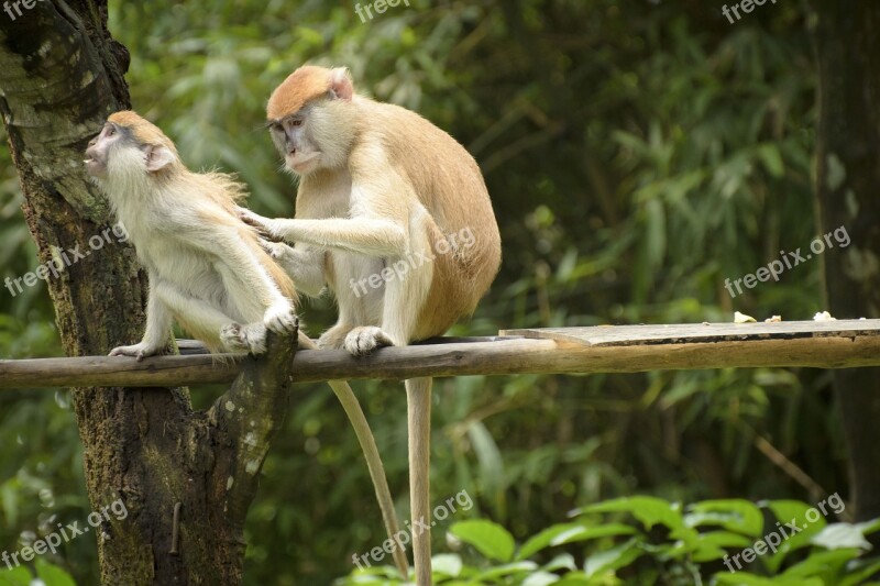 Monkey Zoo Friendship Nature Animal