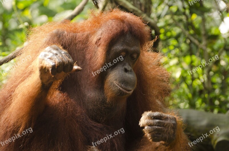 Orangutan Ape Singapore Zoo Wild Wildlife