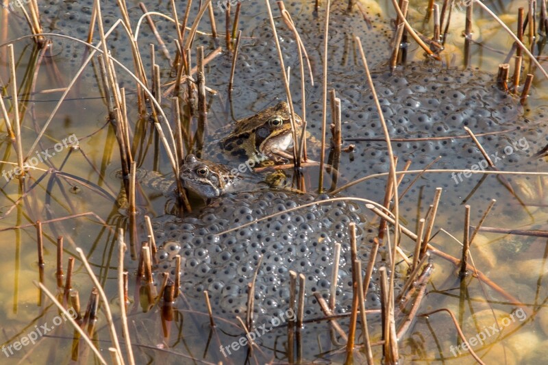 Nature Pond Frog Frogs Spawn