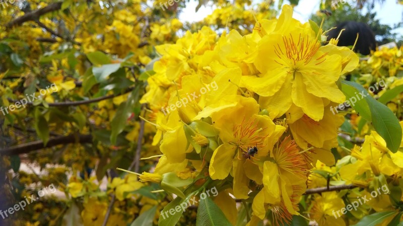 Gold Flower Spring Dong Nai Province Xuan Loc District