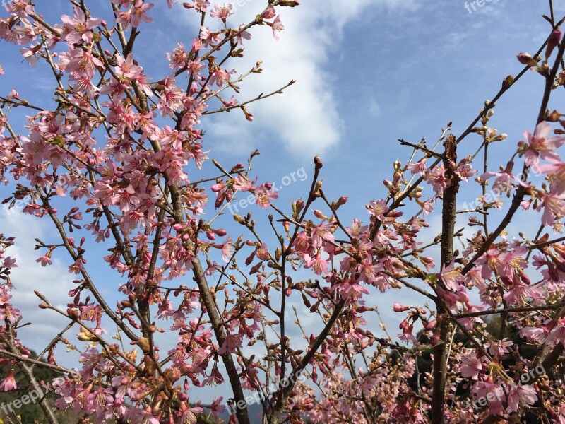 Cherry Blossoms Flowers Spring Okay Sakura Free Photos