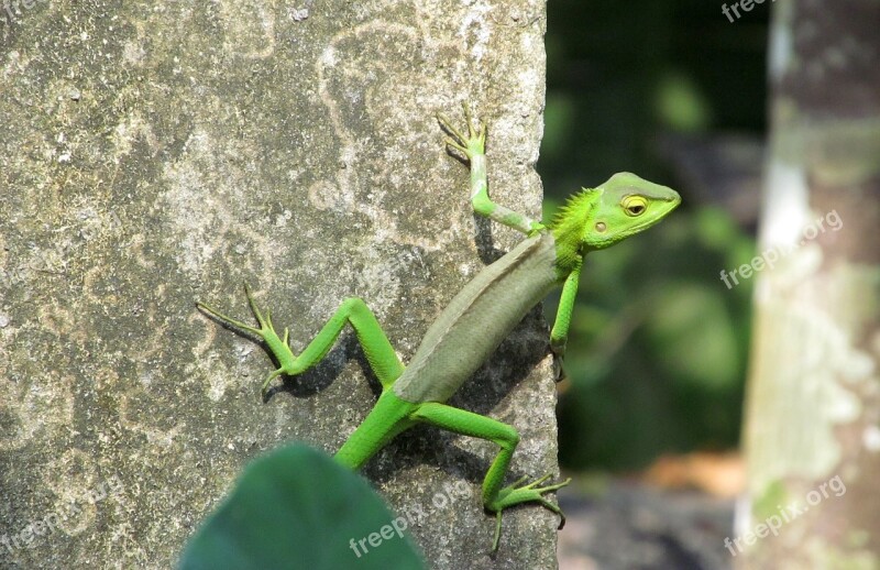 Chameleon Green Nature Camouflage Reptile