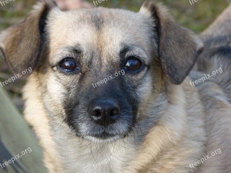 Dog Portrait Head Face Eyes