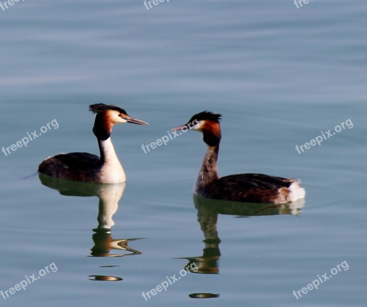 Waterfowl Great Crested Grebe Pair Member Romance