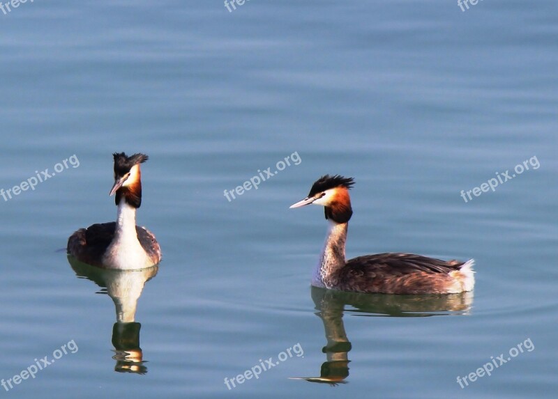 Waterfowl Great Crested Grebe Pair Member Water