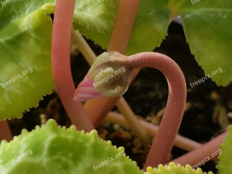 Cyclamen Flower Bud Newness Nature