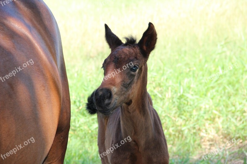 Horses Potranco Colt Free Photos