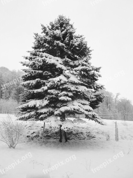 Snow Fir Tree Winter Christmas Landscape