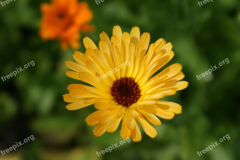 Summer Yellow Bloom Flower Nature