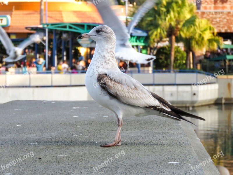 Animal Bird Sea Gull Wildlife