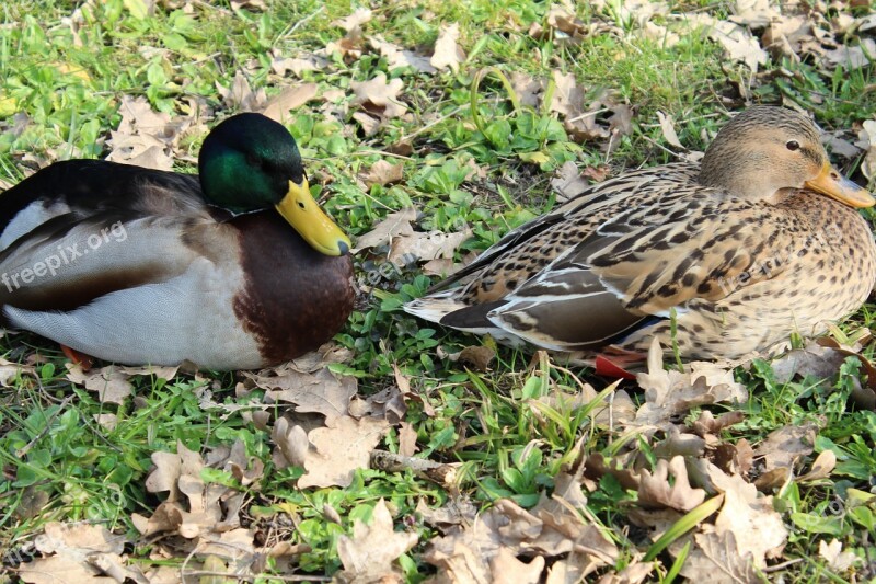 Ducks Animals Bird Water Bird Nature