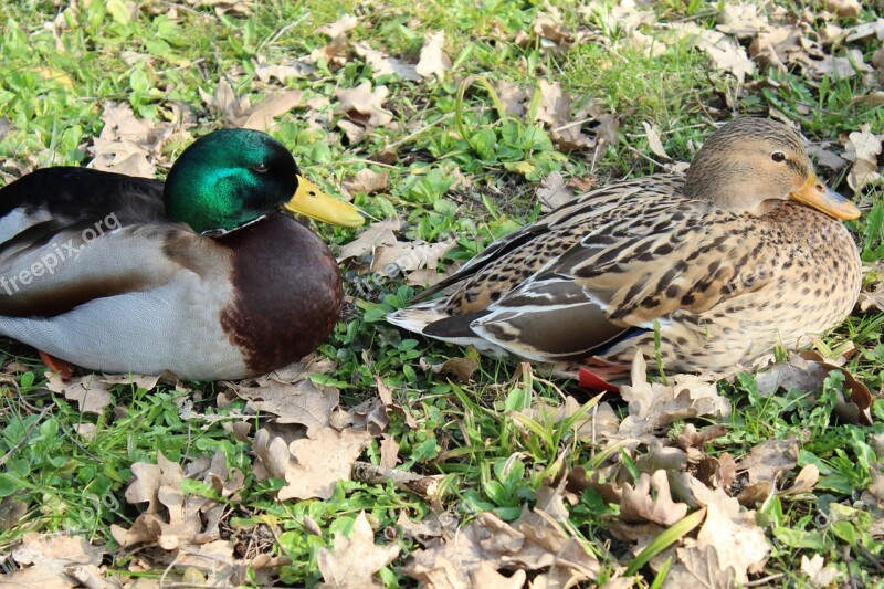 Ducks Animals Bird Water Bird Nature