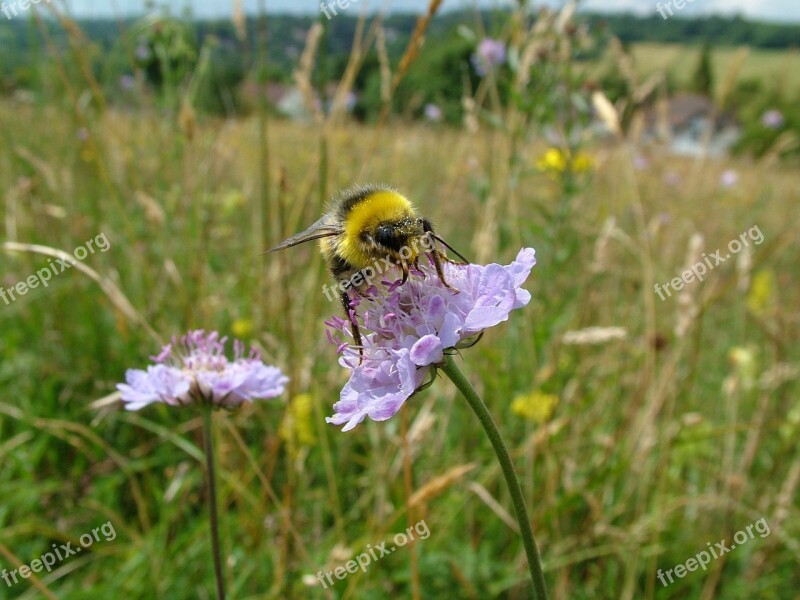 Bumblebee Meadow Summer Bee Nature