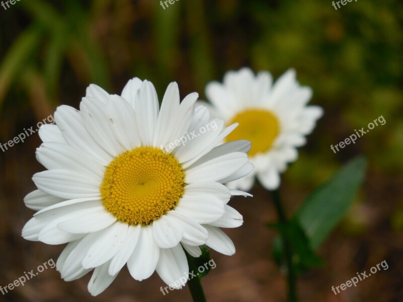 Flower Daisy Nature Spring Floral