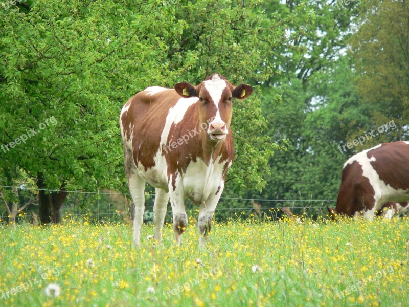 Cow Cattle Animals Agriculture Cute