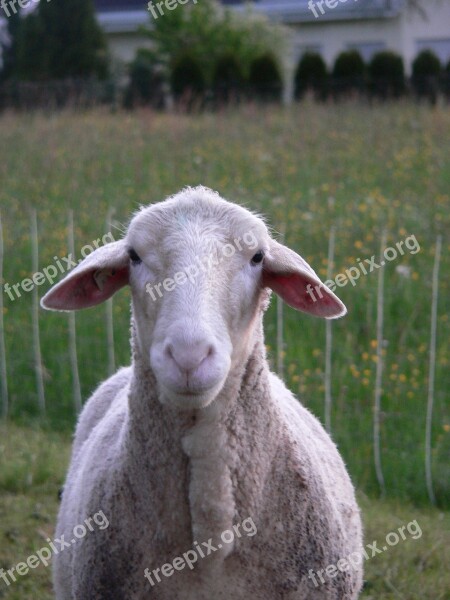 Sheep Animals Nature Wool Head