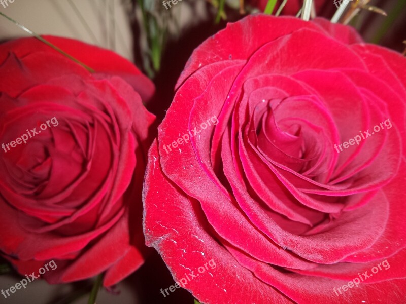 Red Roses Rose Red Love Flower