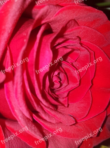 Red Rose Red Rose Flower Romance