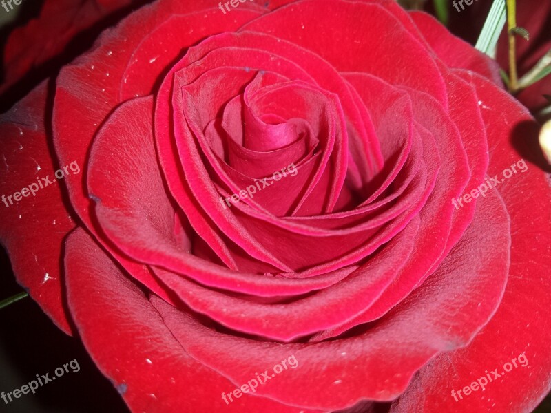 Red Rose Rose Love Flower Red