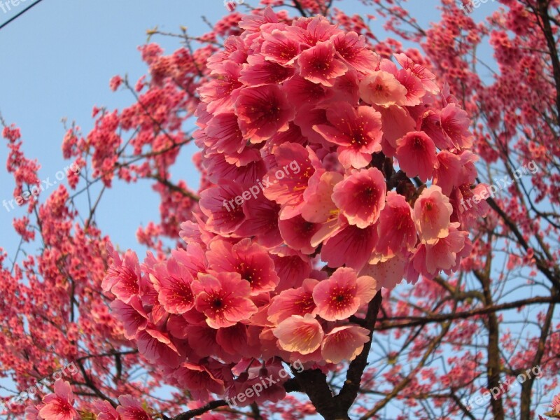 Cherry Blossoms Yoshino Yīng Fish Eye Effect Spring Free Photos