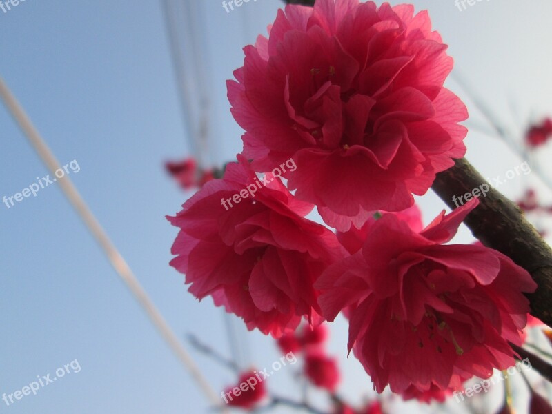 Cherry Blossoms Eight Yīng Spring Free Photos