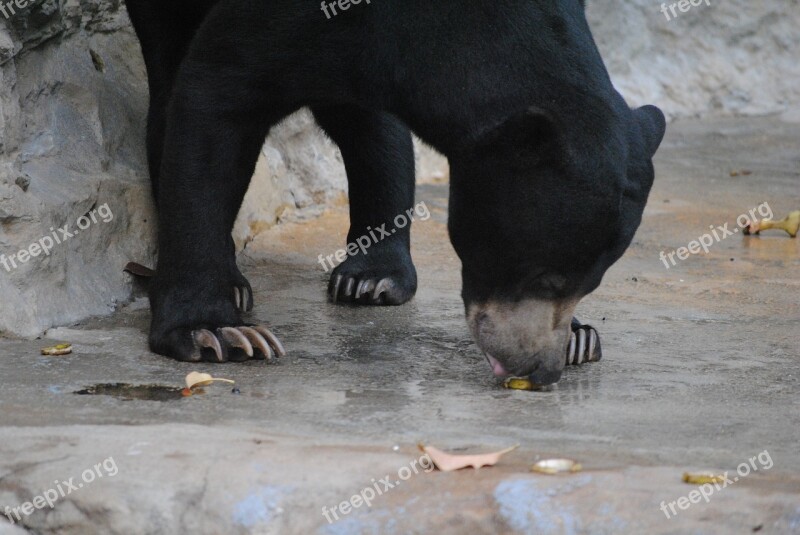 Bear Black Animal Wildlife Mammal