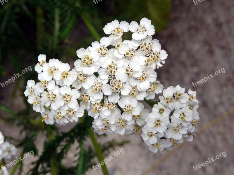 Nature Flower White Yarrow Free Photos