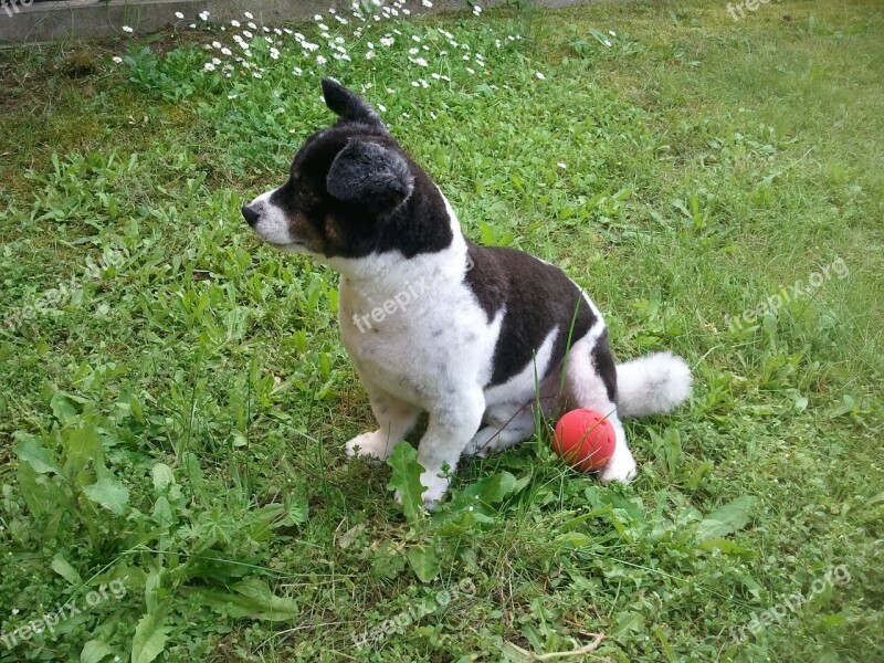 Dog Rooney Jack Russell Dog Model Border Collie