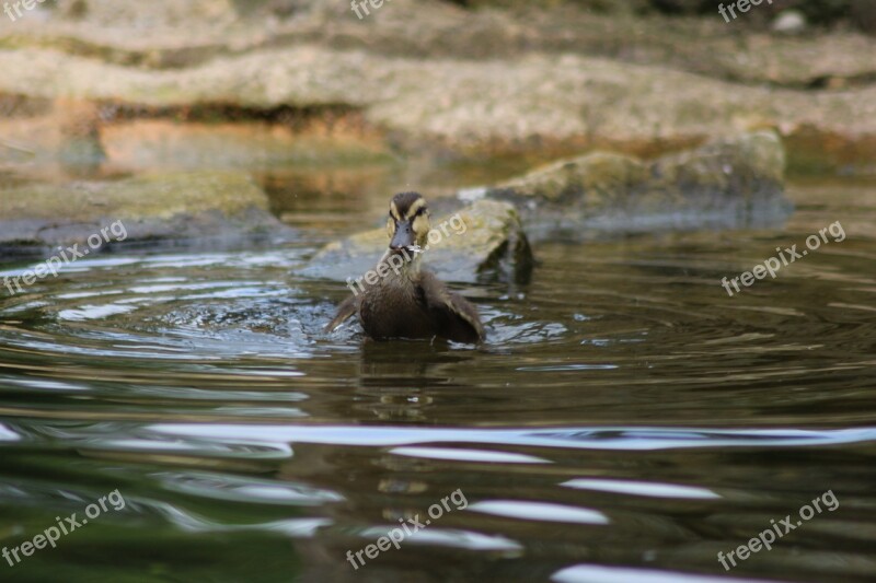 Water Bird Ducks Animal Chicken Free Photos