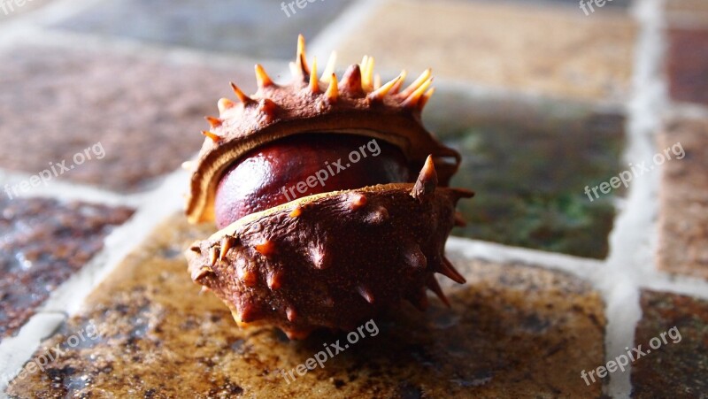 Chestnut Bolster Autumn Table Nature