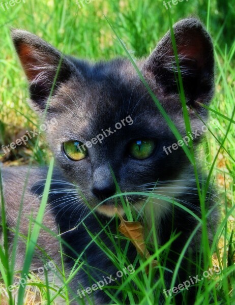 Cat Grass Green Pet Feline