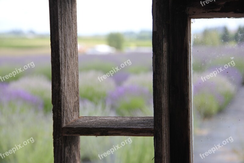 Old Wood Frame Field Landscape Purple