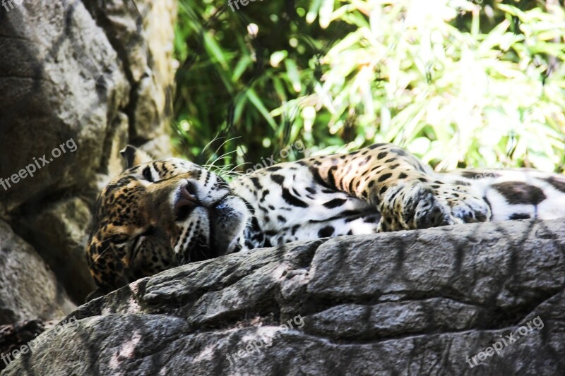 Jaguar Animal Zoo Jungle Leopard