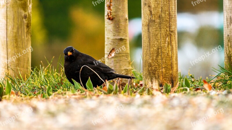 Blackbird Black Animal Bird Feather