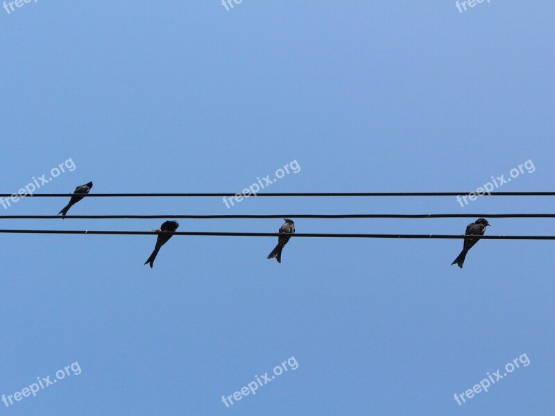 Bird Wiring Hardness Sky Free Photos