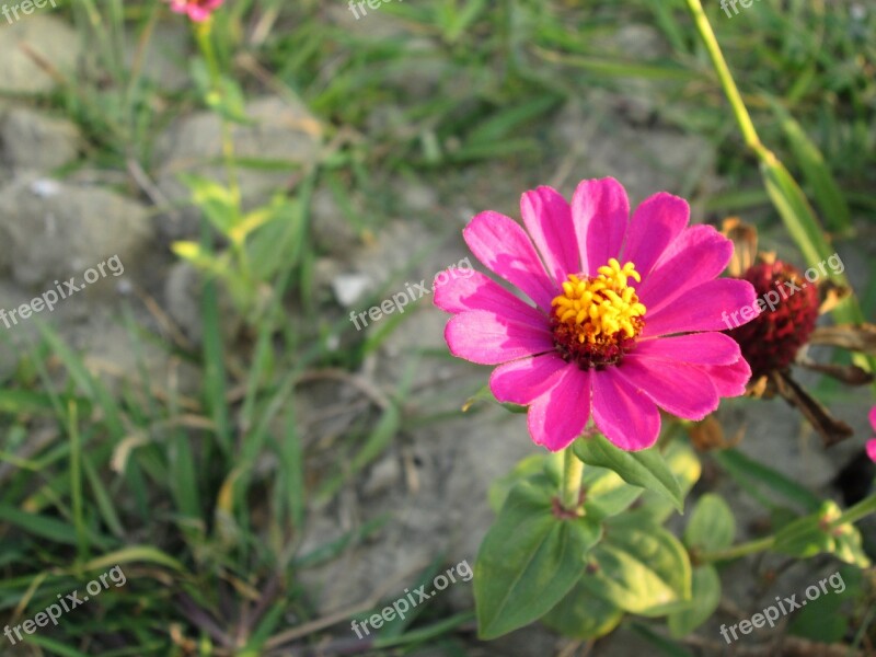 Chrysanthemum Pink Plant Flower Flowers