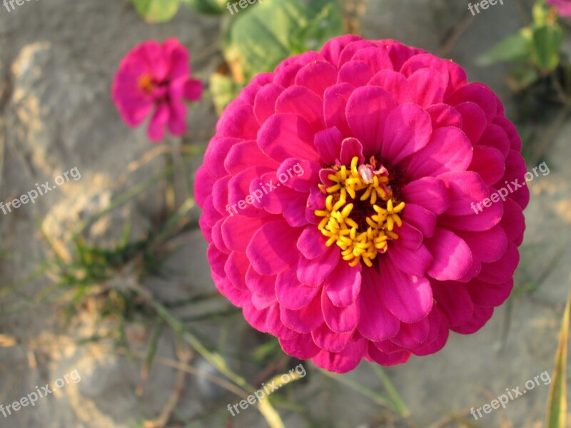 Chrysanthemum Pink Plant Flower Flowers