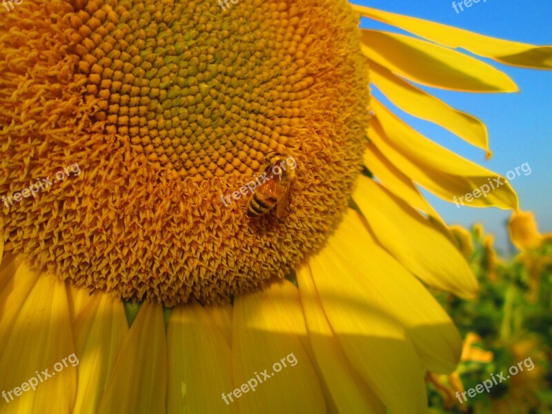 Sunflower Yellow Plant Flower Flowers